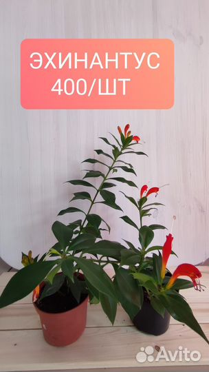 Комнатные цветы