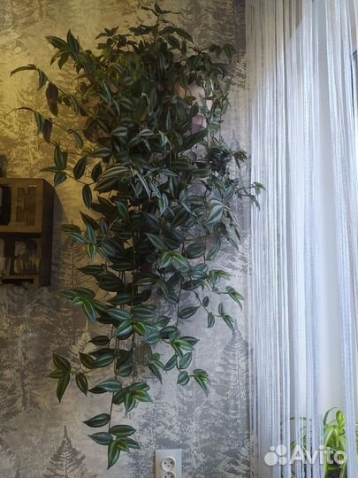 Традесканция