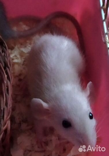 Крысята Дамбо