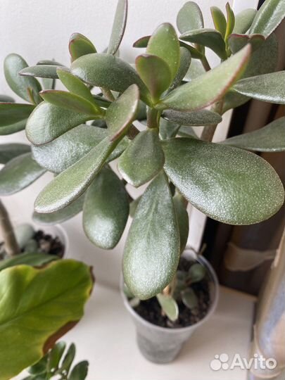 Толстянка, денежное дерево