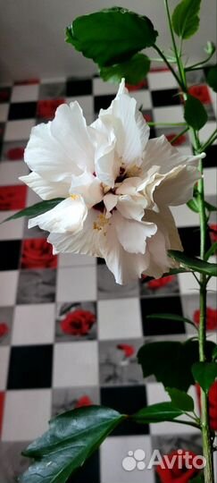 Гибискус срез