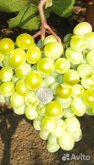 Черенки винограда