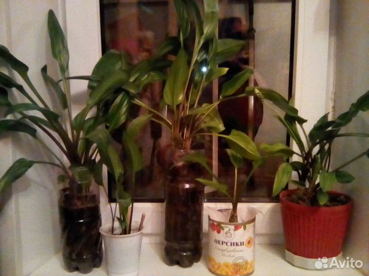 Дримиопсис, много цветов