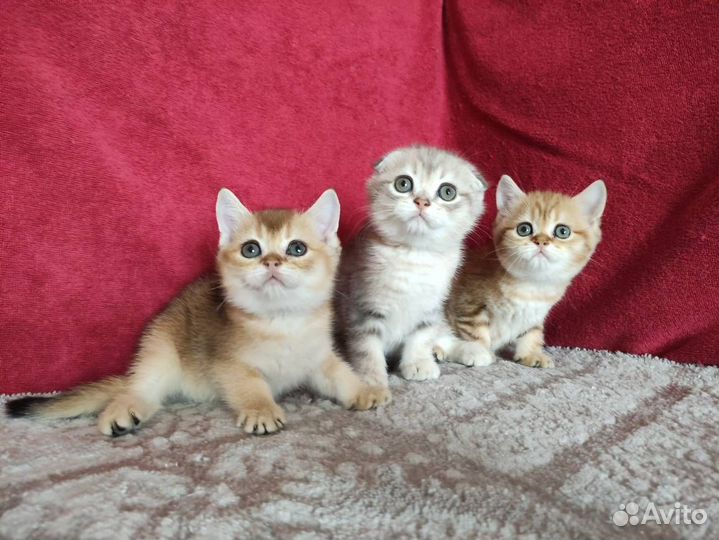 Котята очень красивые