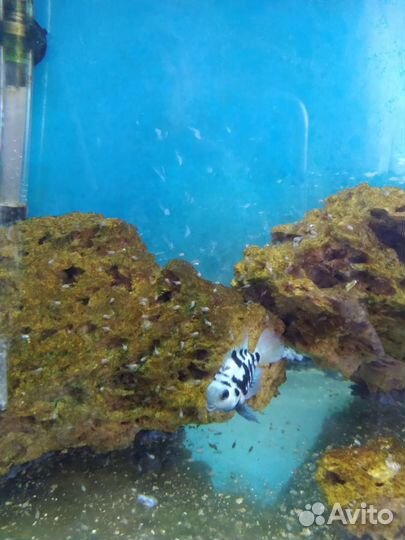 Малёк сапфирового попугайчика обмен,продажа