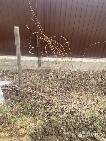 Саженцы малины