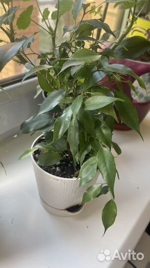 Фикус бенджамина
