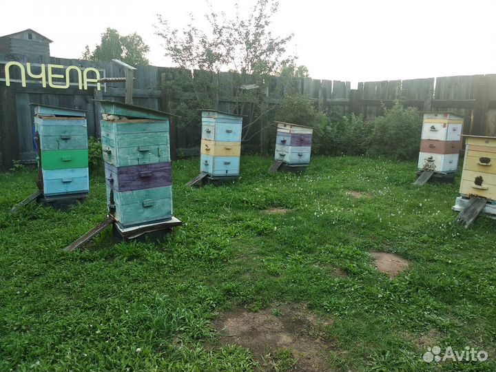 Пчелосемьи