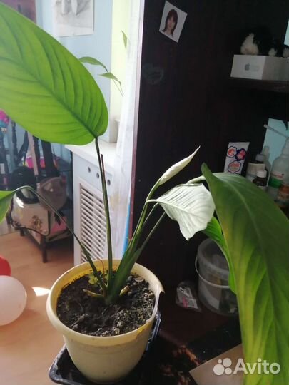 Спатифиллум, клеродендроум, стапелии, фиалки