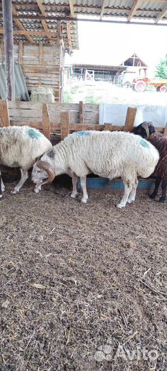 Курдючные бараны овцы