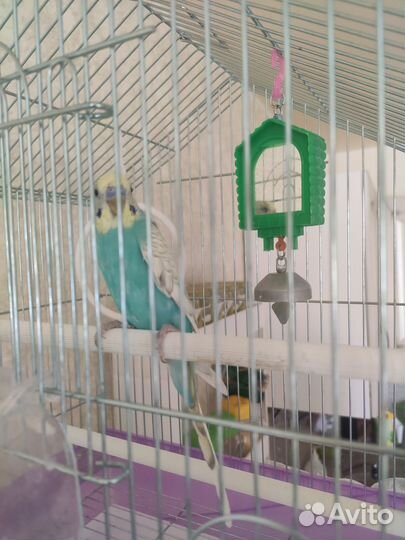 Волнистый попугай с клеткой