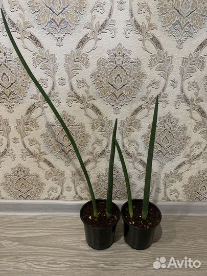 Сансевиерия бакуларис микадо