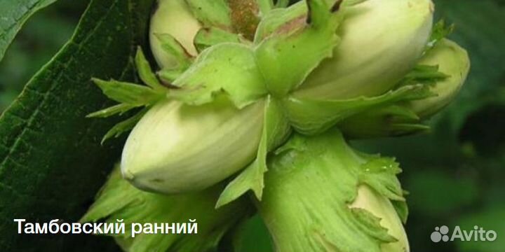 Фундук и грецкий