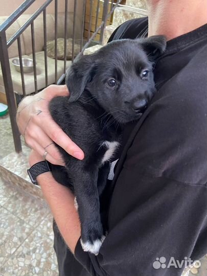 Щенок в добрые руки бесплатно