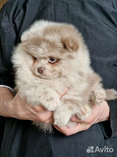 Померанский шпиц