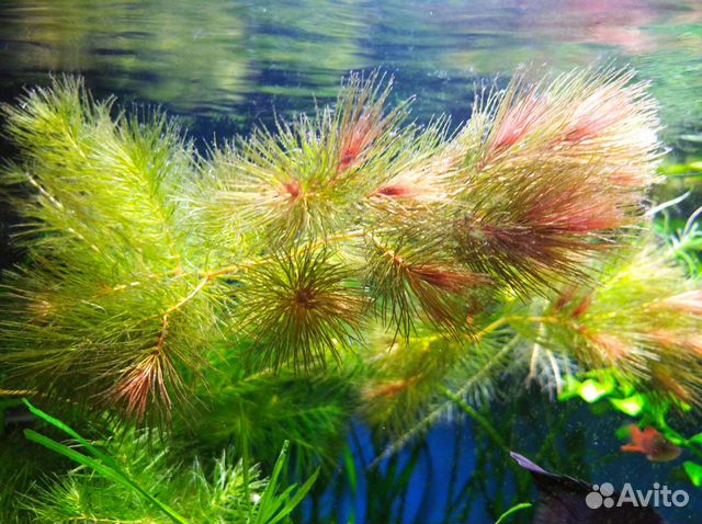 Лимнобиум Обмен плавающие аквариумные растения объявление продам