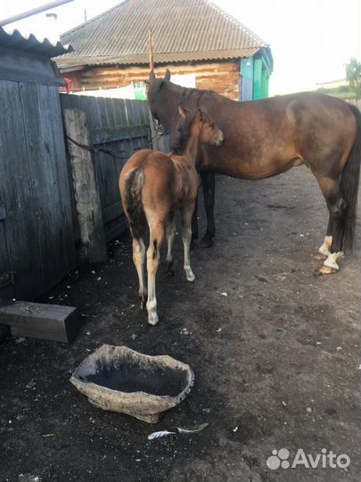 Кобыла с жеребенком