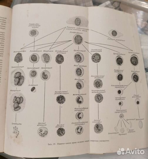 Книга 1948 г. Болезни крови и кроветворной системы