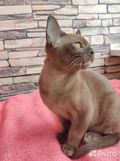 Кошечка Европейской Бурмы