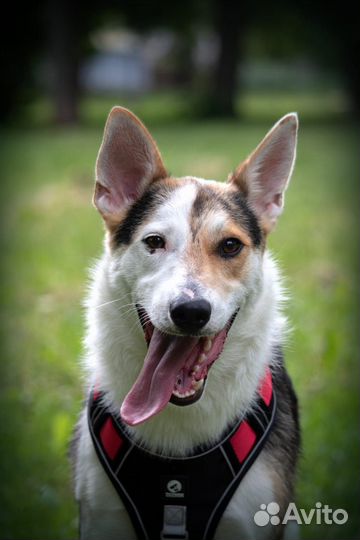 Собака в добрые руки