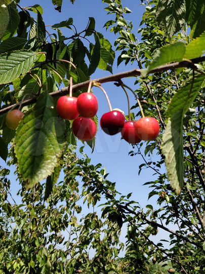 Коттедж 116 м² на участке 12 сот.