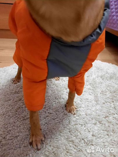 Комбинезон для маленькой собаки