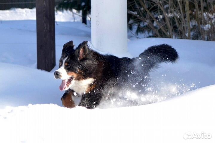 Отдаю бесплатно