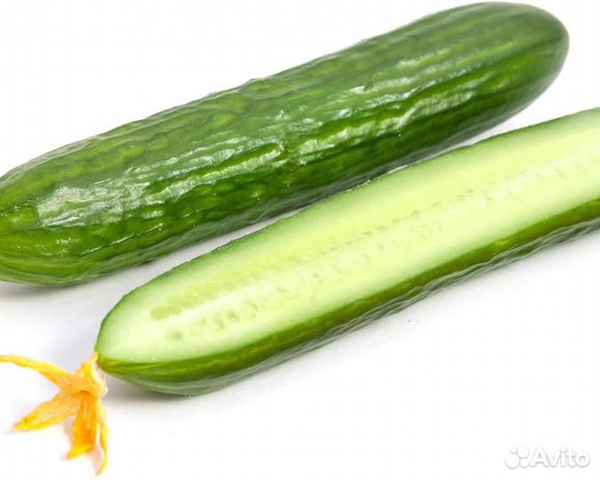 Семена Огурца 