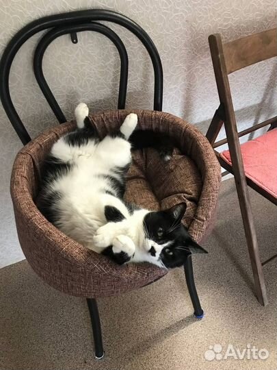 Кот ищет семью