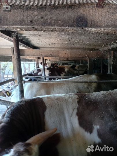 Быки на мясо