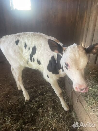 Телка голштин