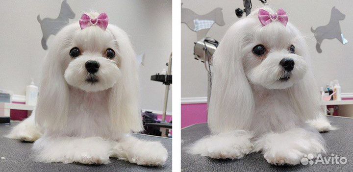 Ищем модель на стрижку