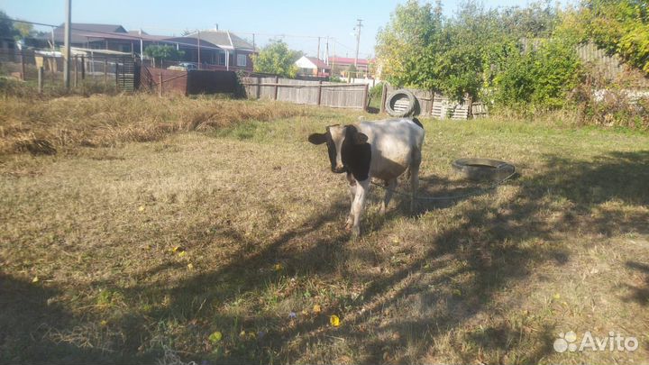 Тёлочка и бычок