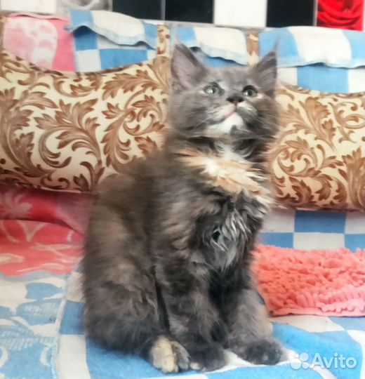 Котята мейн-кун