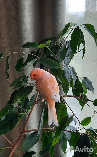 Кенар самец