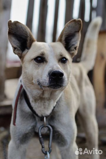 Кьяра - охранница и компаньон