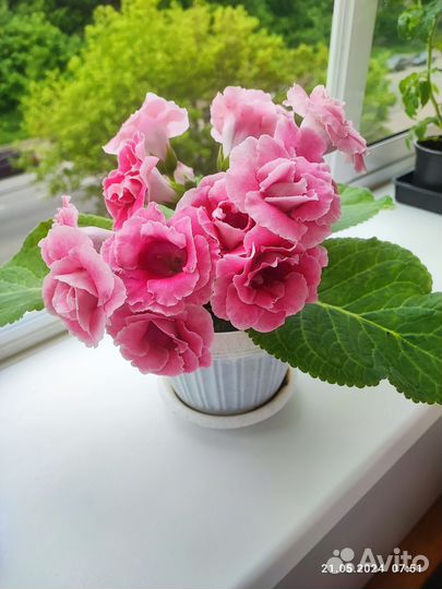 Глоксиния махровая цветущая