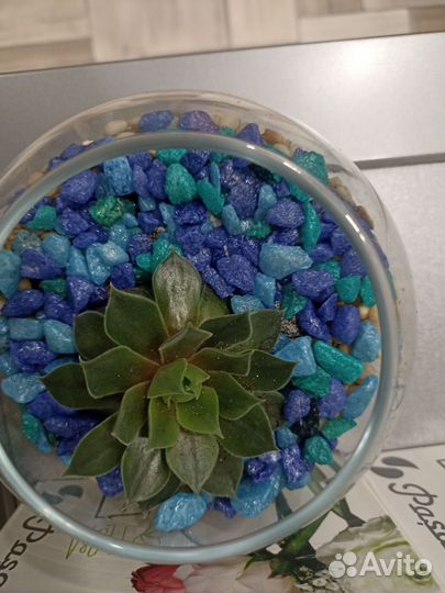 Готовый Флорариум