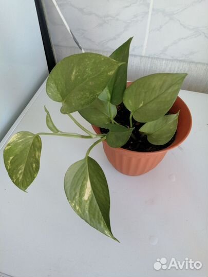 Комнатные цветы