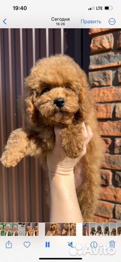 Той-пудель РКФ