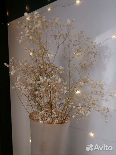 Веточки гипсофилы