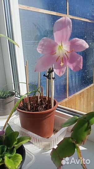 Гиппиаструм