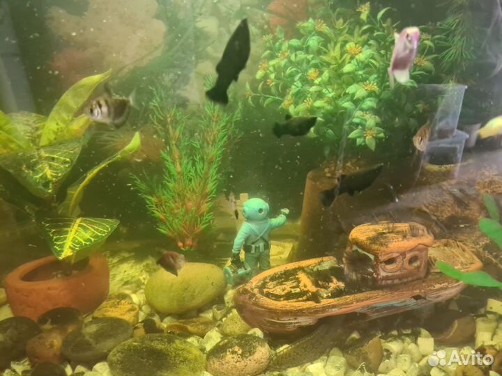 Аквариум с рыбами