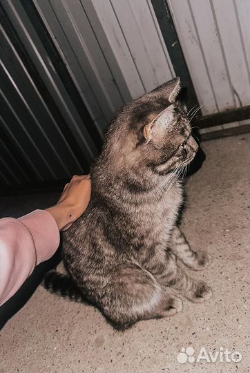 Котик в добрые ручки
