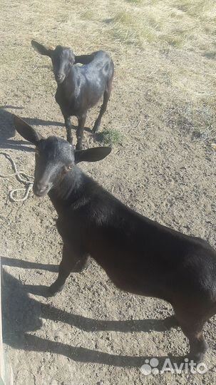 Альпийский комолый козлик на племя от удойной козы