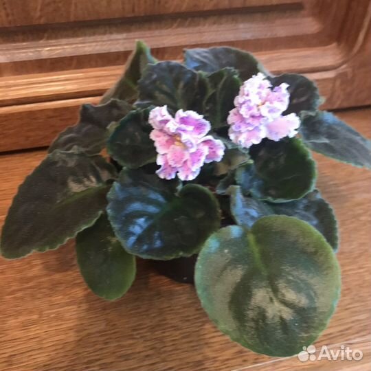 Фиалки сортовые. Пасынки химер