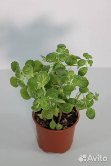 Тибетская мята