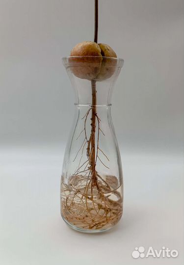 Вазочки для укоренения авокадо или черенков