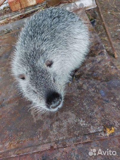 Нутрии серебро