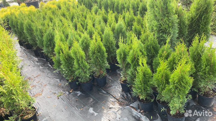 Туя Смарагд 70-90 см из питомника